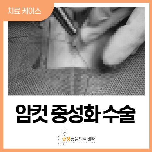  개 강아지 여자 중성화/암컷 중성화 수술/spay/경기광주 동물병원/송정동물의료센터