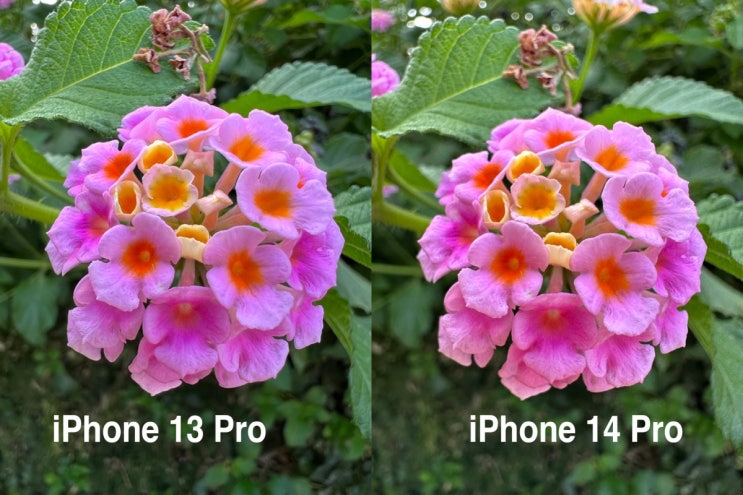 아이폰 14 프로 13 프로 카메라 성능 화질 시네마틱 액션모드 비교 리뷰 정보 Apple iPhone 13 14 Pro Camera