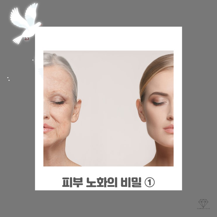  우리가 알지 못했던 피부 노화의 비밀 ①