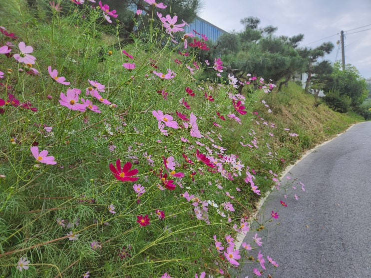  가을의 향기 나는 고개 농원의 모습 [세종 조치원 복숭아 과수원 - 고개 농원]