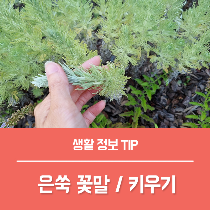  쑥향기가 나는 은쑥 꽃말 은쑥 키우기