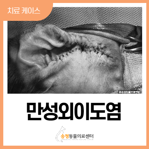  개 강아지 외측이도 절제술(Zepp's 젭스 수술)/개 만성외이도염 수술/외이도 성형술/경기광주 동물병원/송정동물의료센터