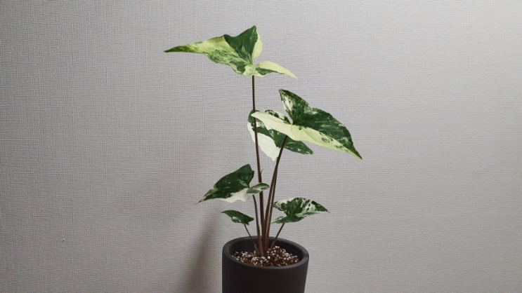 식물키우기 무늬싱고니움 수지안 토분 (feat 생명나무농장카페 리틀장미님) How to Grow Syngonium podophyllum albo-variegatum