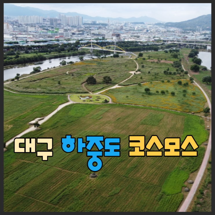  대구하중도 코스모스 주차장정보 / 금호꽃섬유래 산책하기 좋은곳(with드론영상)