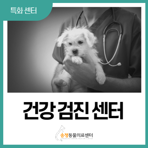  [ 건강검진 센터 ] 반려동물들 특히 노령견 노령묘를 위한 정기 검진 필수!