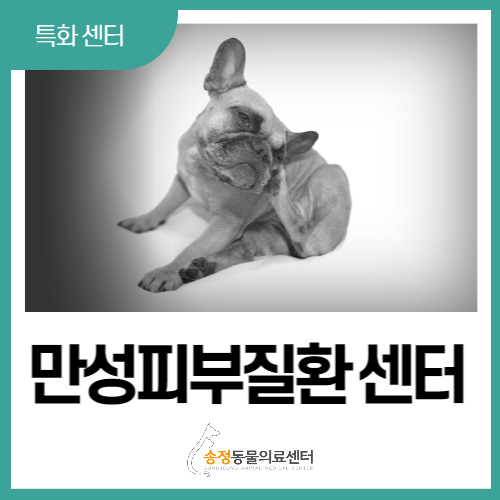 [ 만성피부질환 ] 강아지 아토피부터 종양까지 (경기 광주 연중무휴 동물병원)