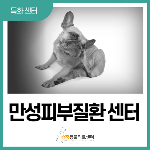  [ 만성피부질환 ] 강아지 아토피부터 종양까지 (경기 광주 연중무휴 동물병원)