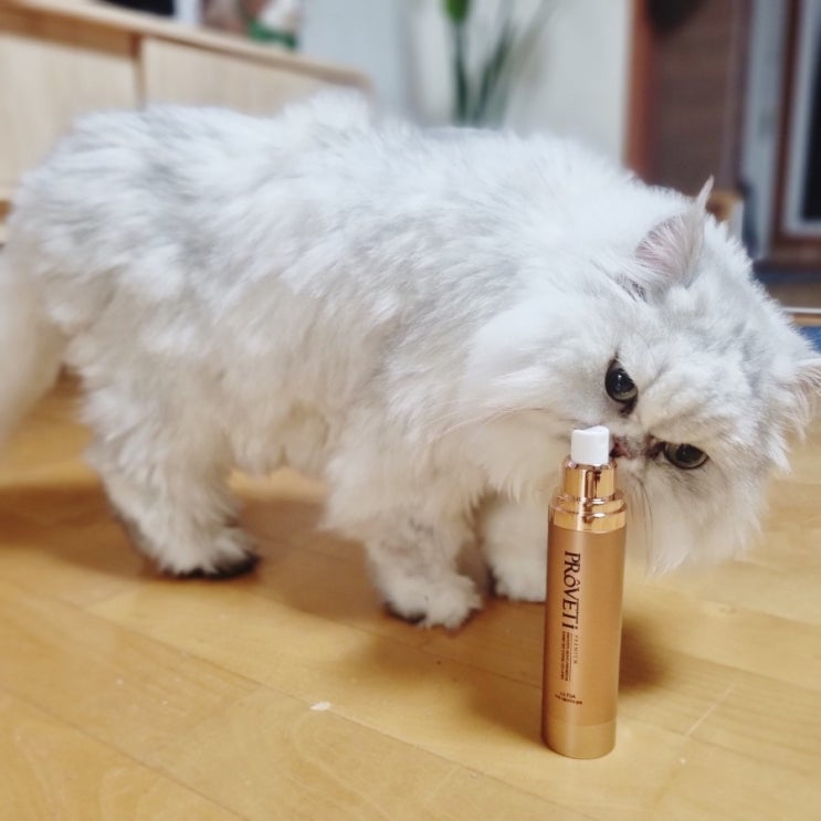  고양이 양치 힘들 땐 뿌리는 치약, 알맞은 주기와 횟수는? (강아지)