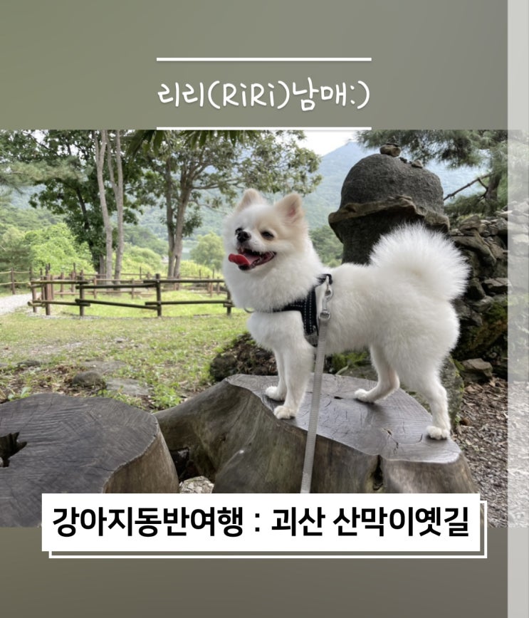  가을 애견동반여행 괴산 산막이옛길로 강아지여행 떠나요 !