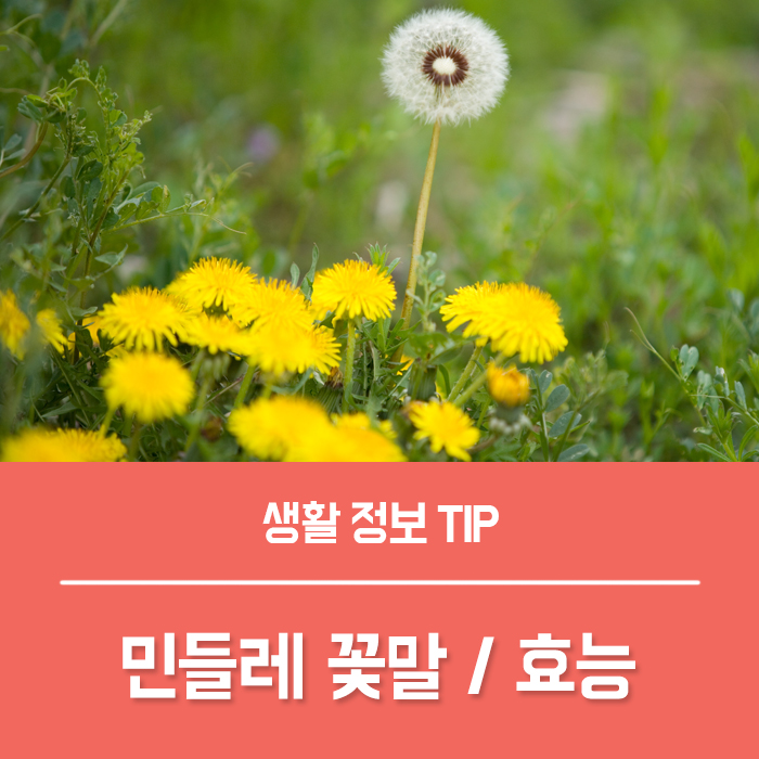 민들레 꽃말 씨앗 키우기, 하얀 민들레 차 뿌리 즙 효능