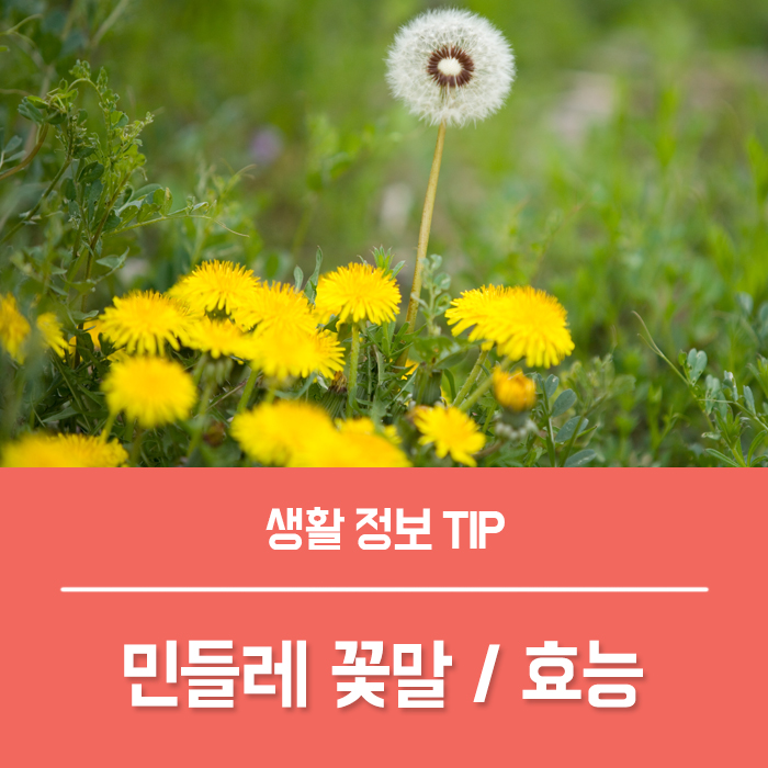  민들레 꽃말 씨앗 키우기, 하얀 민들레 차 뿌리 즙 효능