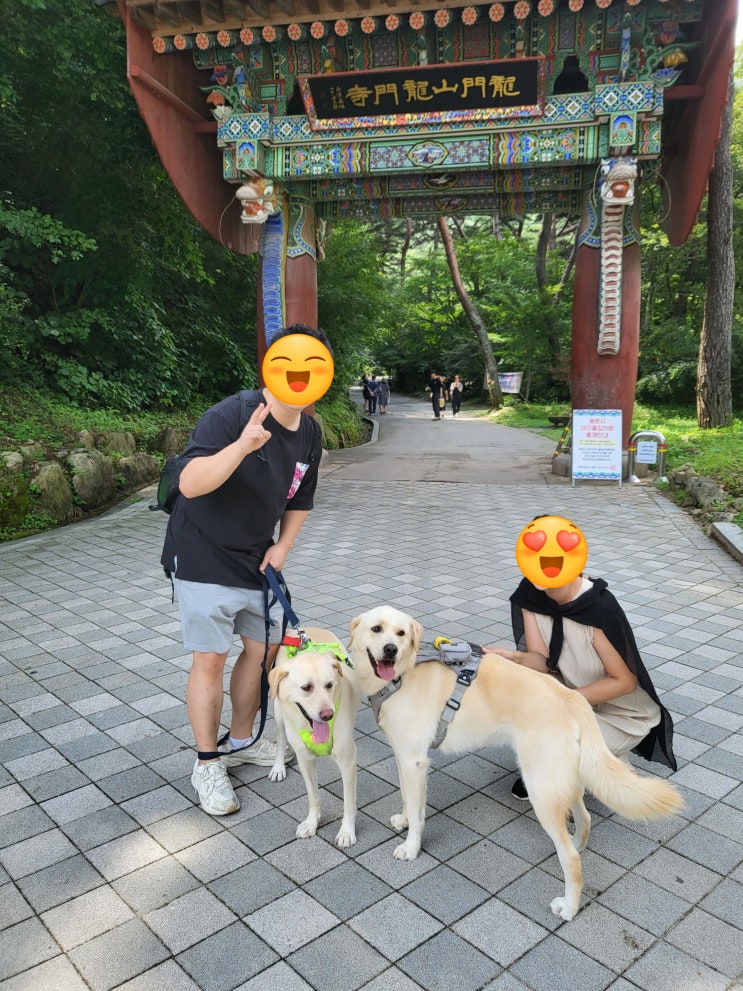  양평용문사 대형견 래브라도 리트리버와의 동반 여행                                    입장료 주차비 알아봐요