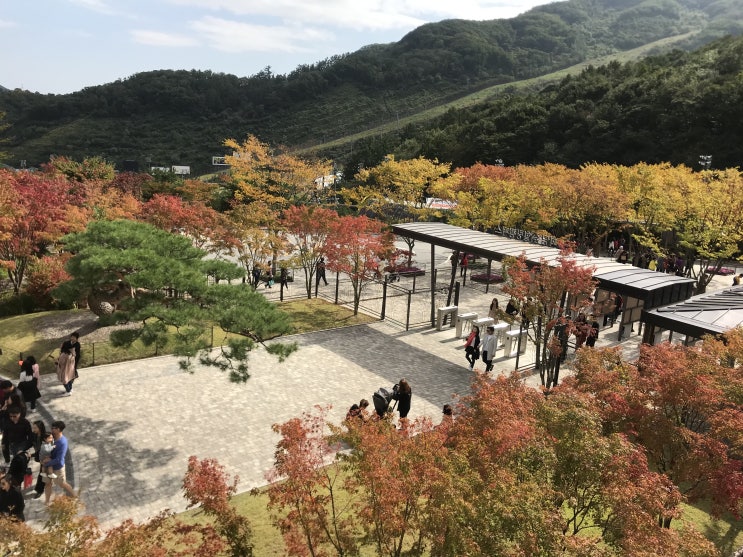  부모님 모시고 가기 좋은 화담숲에서 단풍 구경 실컷했어요 (모노레일 구매 팁)