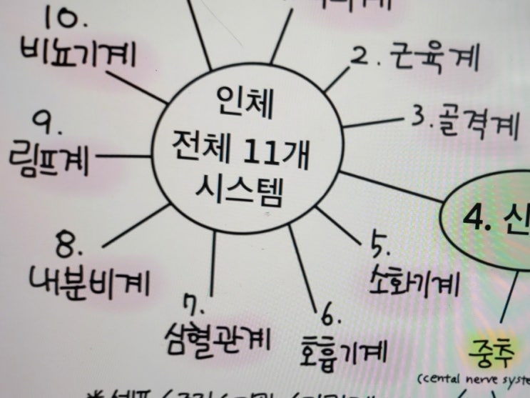  아침공부: 인체 시스템
