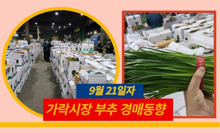  [경매사 일일보고] 9월 21일자 가락시장 "부추" 경매동향을 살펴보겠습니다!