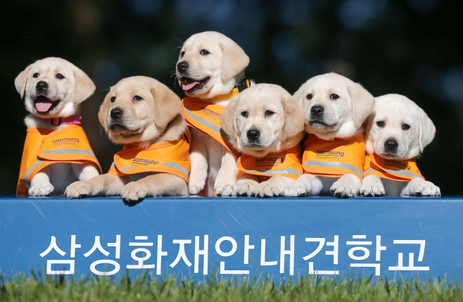 시각장애인 위한 故이건희 회장의 29년 노력…안내견 졸업식 가보니 시각장애인 위한 故이건희 회장의 29년 노력…안내견 졸업식 가보니