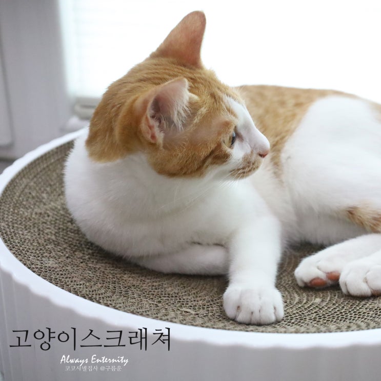  고양이 원형 스크래쳐, 대형 선택이 필수인 이유?!