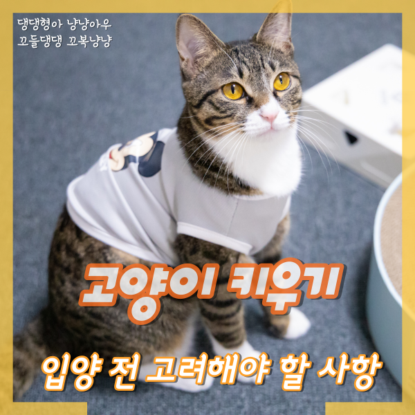  고양이 키우기, 입양하기 전 고려해 봐야 할 사항