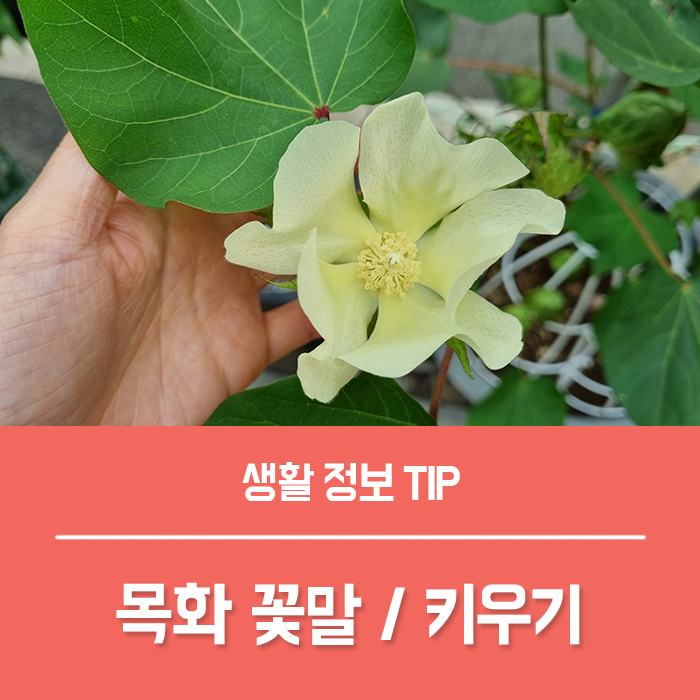  목화 꽃말 키우기 유래, 목화씨 심기