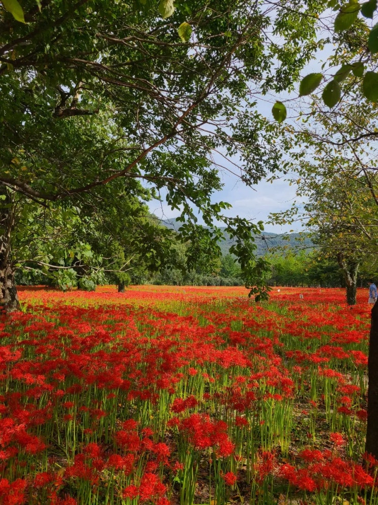  고창 가볼 만한 곳, 선운사 꽃무릇(석산, 상사화) 여행과 산책(주차장~동백나무숲~장사 송~원점)