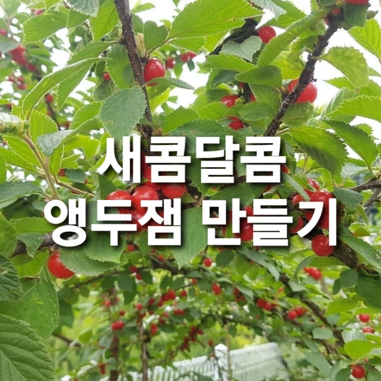  앵두잼 만들기 (faat. 앵두 씨 빼기 달인)