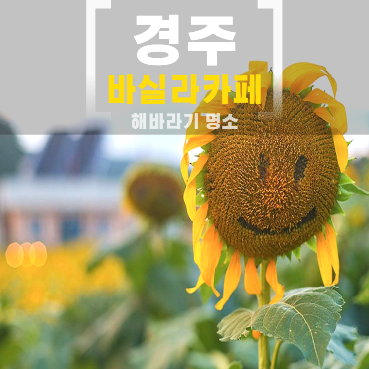  경주 해바라기 바실라 카페 당일치기 여행 코스