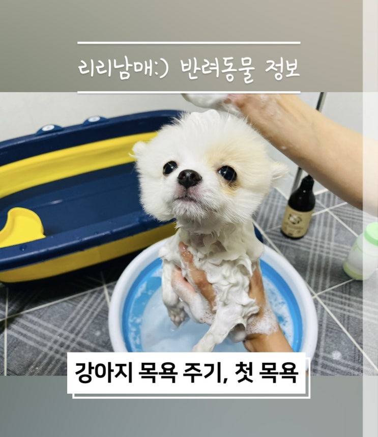  강아지목욕주기 아기강아지첫목욕 언제가 좋을까요?