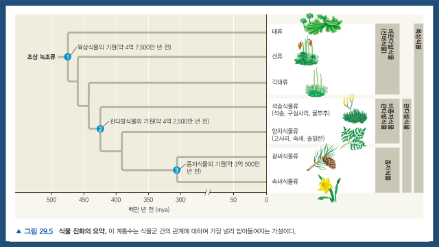 생물의 분류 - 식물계 : 네이버 블로그