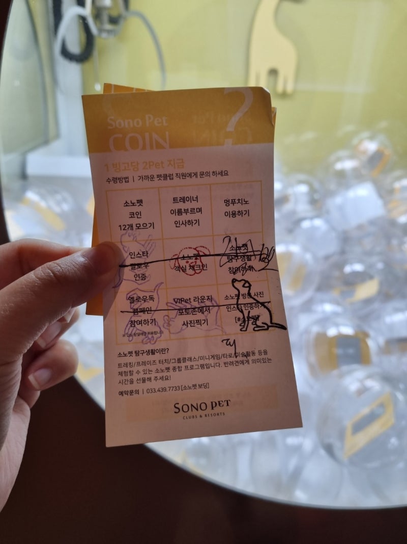 애견 동반 숙소 홍천 소노펫 3일차 여행,게임장,야간비발디포레스트 운영시간/메뉴판(+내돈내산) : 네이버 블로그