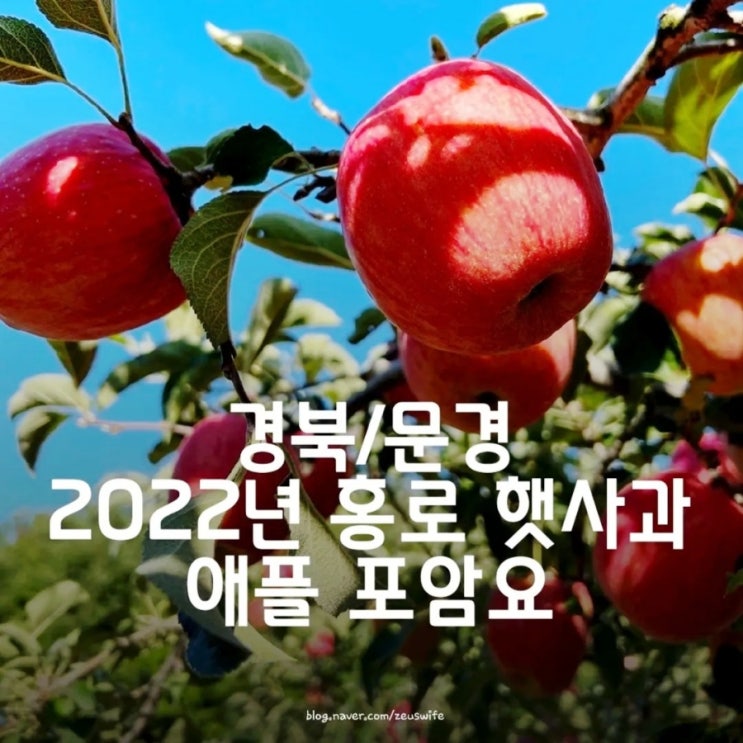 [경북/문경] 2022년 홍로 햇사과 - 애플 포암요 -