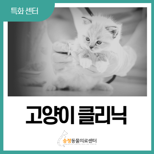 [ 고양이 클리닉 ] ISFM 골드레벨 특화센터 (연중무휴 분당 동물병원)