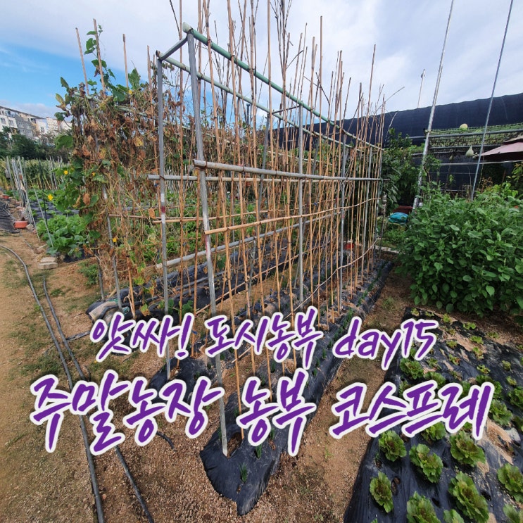  앗싸! 도시농부, 김장 채소들 벌레와의 싸움 중