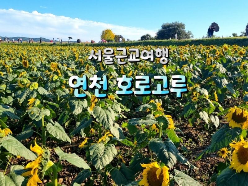 서울근교 가을나들이 연천 호로고루 해바라기 명소 데이트코스