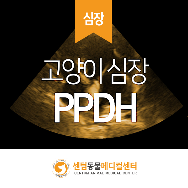  선천적인 횡격막탈장기형 고양이 PPDH (Peritoneopericardial diaphragmatic hernia) (센텀동물메디컬센터 수영점 부산 초음파 정밀판독 동물병원)