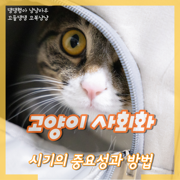  고양이 사회화 시기, 어렸을 때와 성묘가 되었을 때 교육 방법