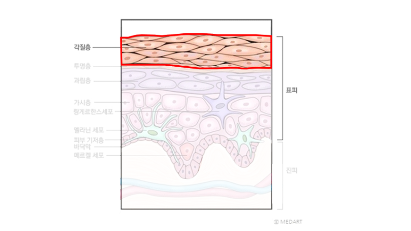 우리의 피부 구조와 기능/역할! : 네이버 블로그