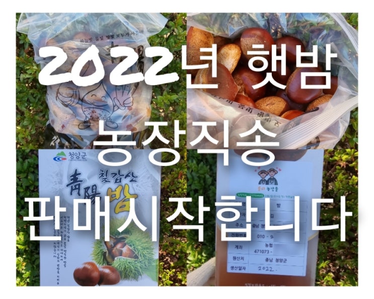  2022년 햇밤 추파 병고 옥광 알밤 농장직송 판매시작해요!