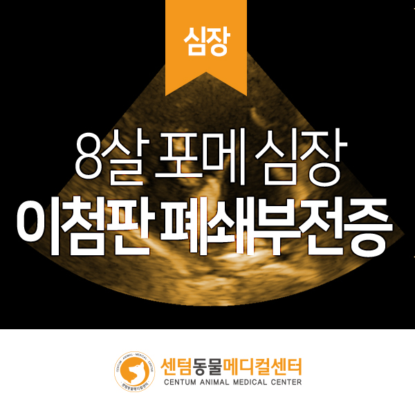 심한 기침 8세 포메라니안 / 이첨판 폐쇄 부전증, 기관지 허탈 (센텀동물메디컬센터 수영점 부산경남 강아지 심장병 동물병원)