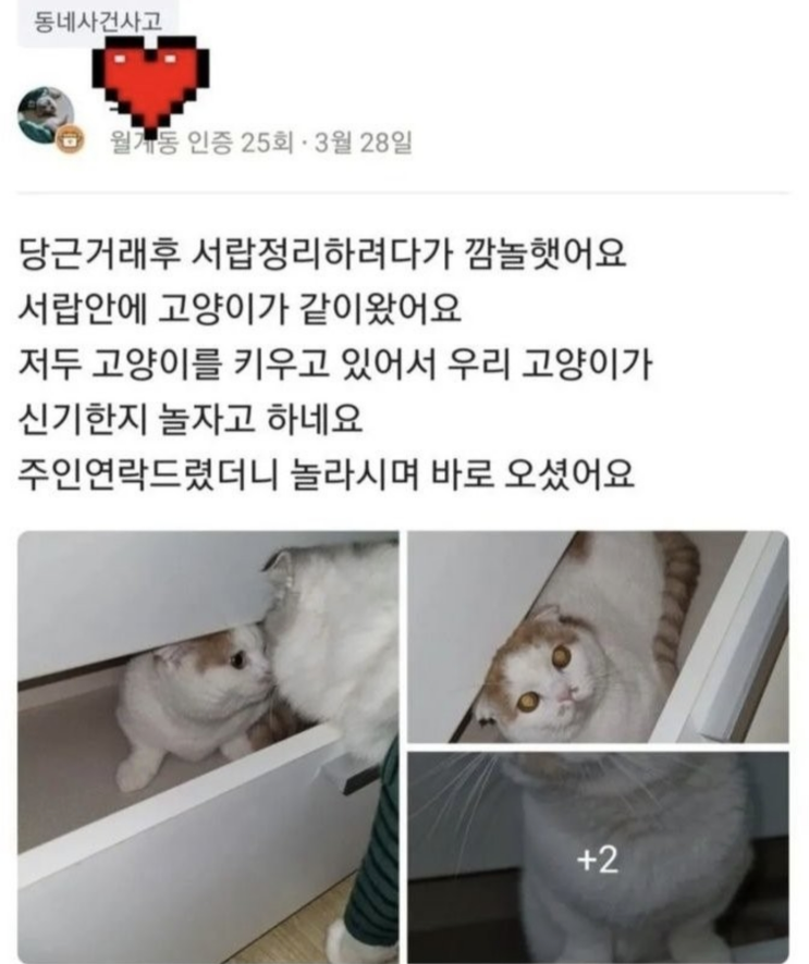  당근마켓 냥줍