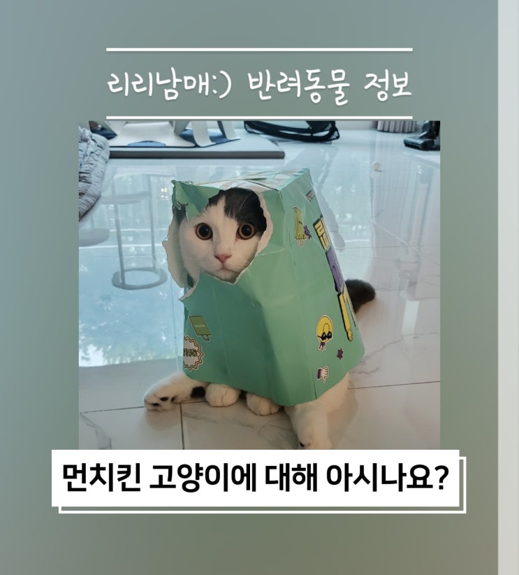  먼치킨고양이 먼치킨유전병 및 종류 킬트 나폴레옹 알아보아요