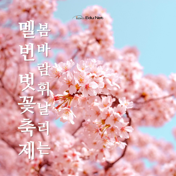  호주 9월 봄맞이 벗꽃축제부터 터지는 선물보따리까지! (iae 유학네트 멜버른)