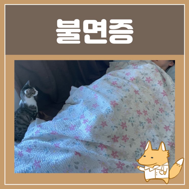  불면증 극복하는법 불면증에 좋은 차 수면 꿀팁
