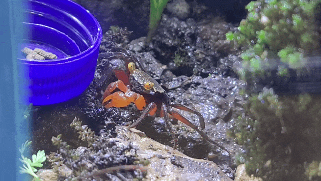  [주간기록] 뱀파이어 크랩 : 조급한 마음이 사고를 치다
