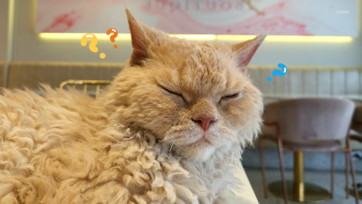  강아지 고양이 수명 나이 계산기 비교표까지 간편하게 사용해봐요
