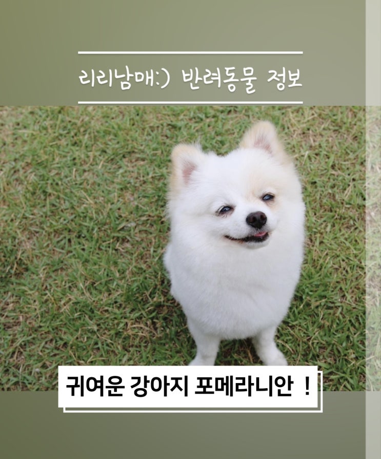  화이트 포메라니안 종류 입양 전 성격, 수명 체크 (f. 미니 & 자이언트 포메리안)