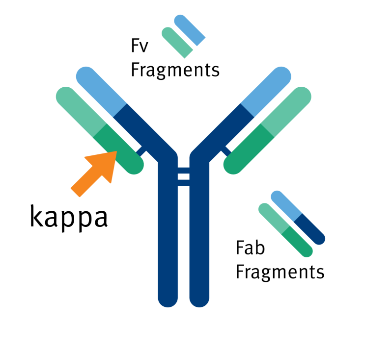 [Biotage] Human kappa light chain을 가지고 있는 IgA, IgM, IgD 그리고 IgE 정제를 위한 컬럼