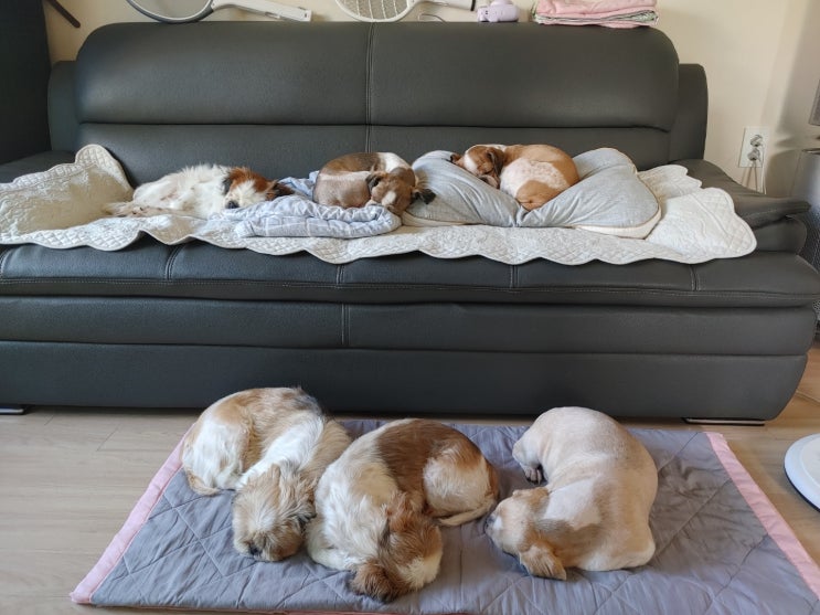  낮잠자는 시츄가족 넘~웃기지 않나요?