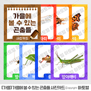  어린이집 가을곤충 사진카드, 가을곤충 그림자찾기 활동지, 가을에 볼수 있는 곤충 활동지, 가을썬캐쳐