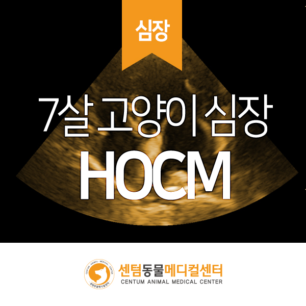  심잡음 나는 7세 고양이 / HOCM 폐쇄성 비대성 심근증 (센텀동물메디컬센터 수영점 반려동물 영상분석 동물병원)
