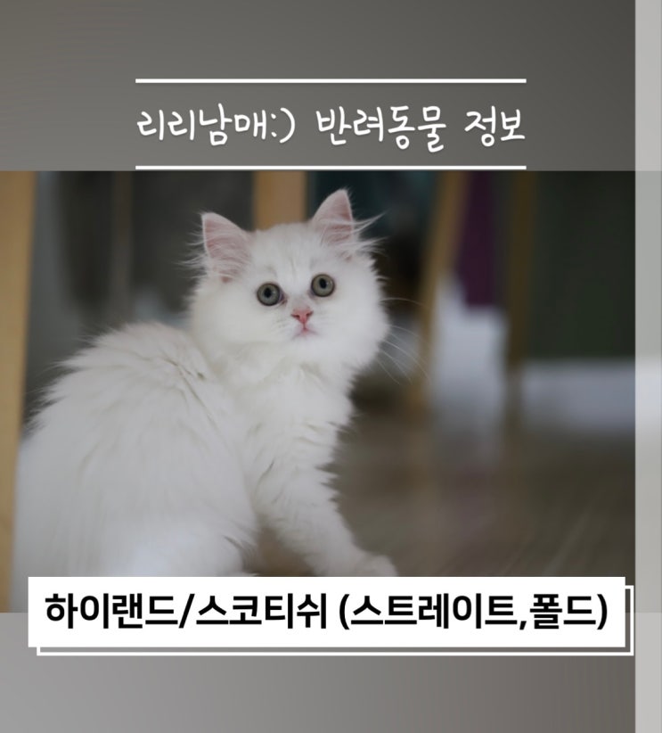  품종묘 하이랜드 , 스코티쉬 스트레이트와 폴드 차이점과 성격 및 유전병 알아봐요